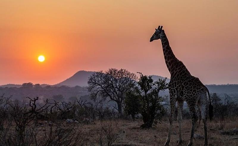 Nova saída para África do Sul em janeiro inclui Kruger Park e experiência gourmet