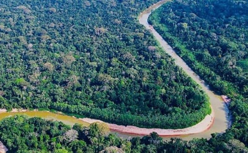 Pau-Brasil quer neutralizar o futuro: como a consultoria capixaba virou referência em créditos de carbono e sustentabilidade no Brasil