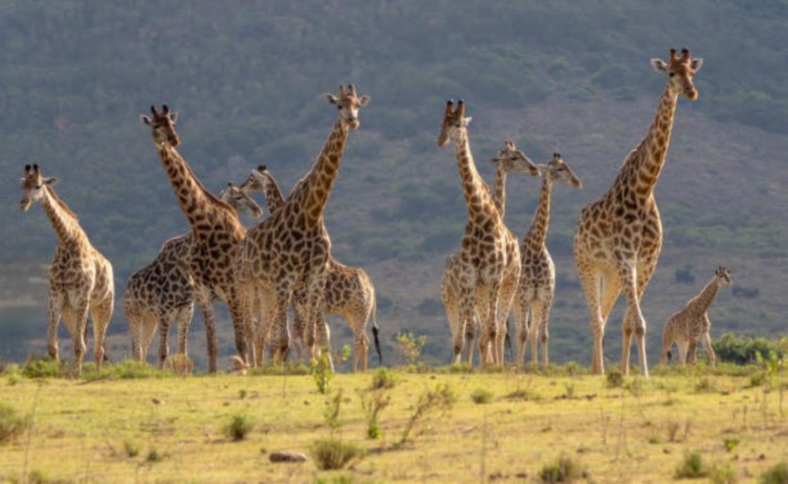 Brasileiros exploram a África do Sul com relatos ao vivo: o que esperar da viagem que une safáris, cultura e experiências únicas