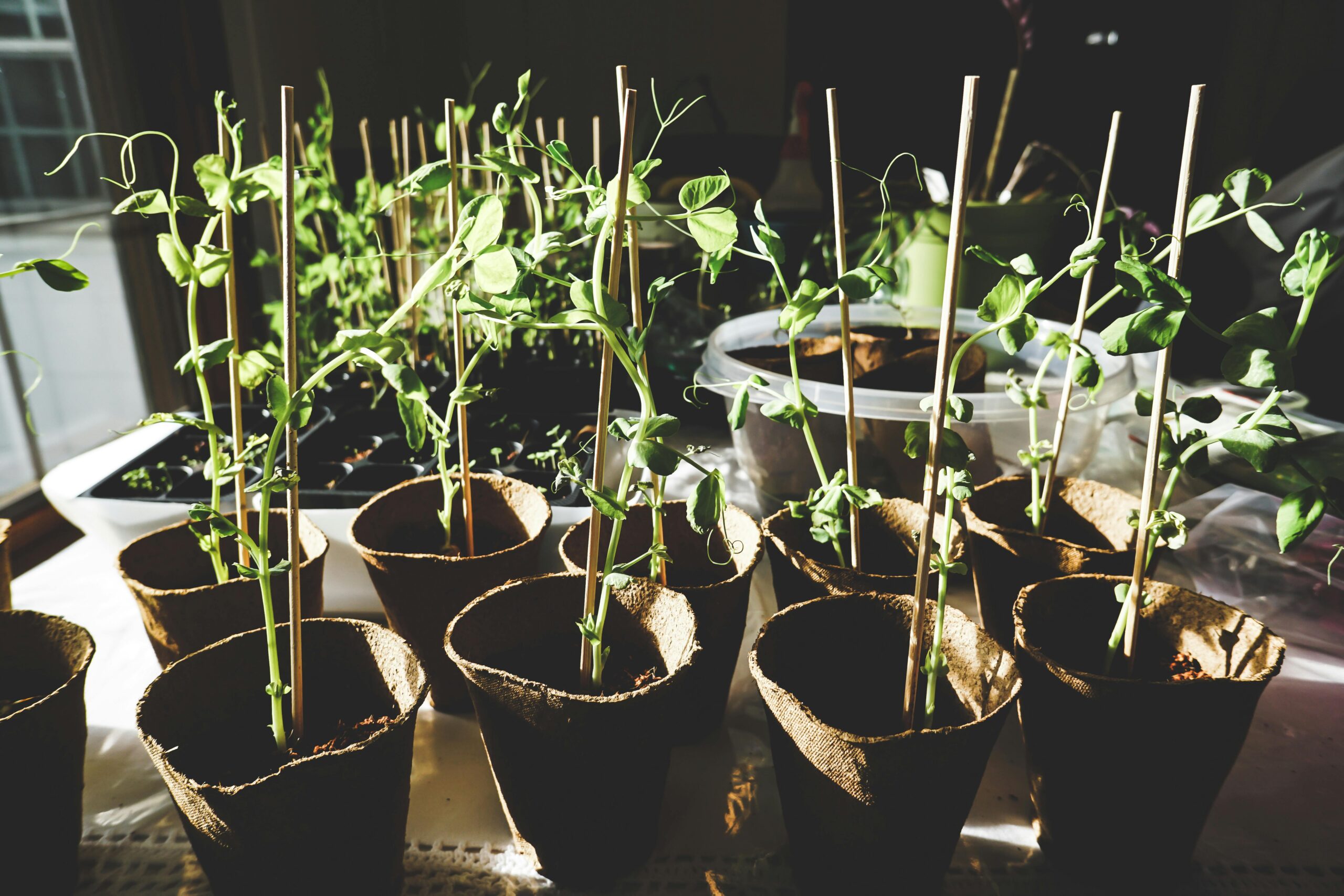 Tratamento de Sementes: A primeira e mais importante defesa da sua planta