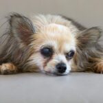 Envelhecimento de pets requer acompanhamento e cuidado preventivo