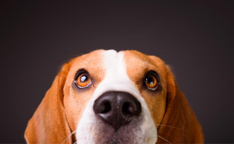 Cannabis medicinal também pode fazer parte dos cuidados com animais