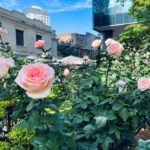 Jardim do Museu Casa das Rosas